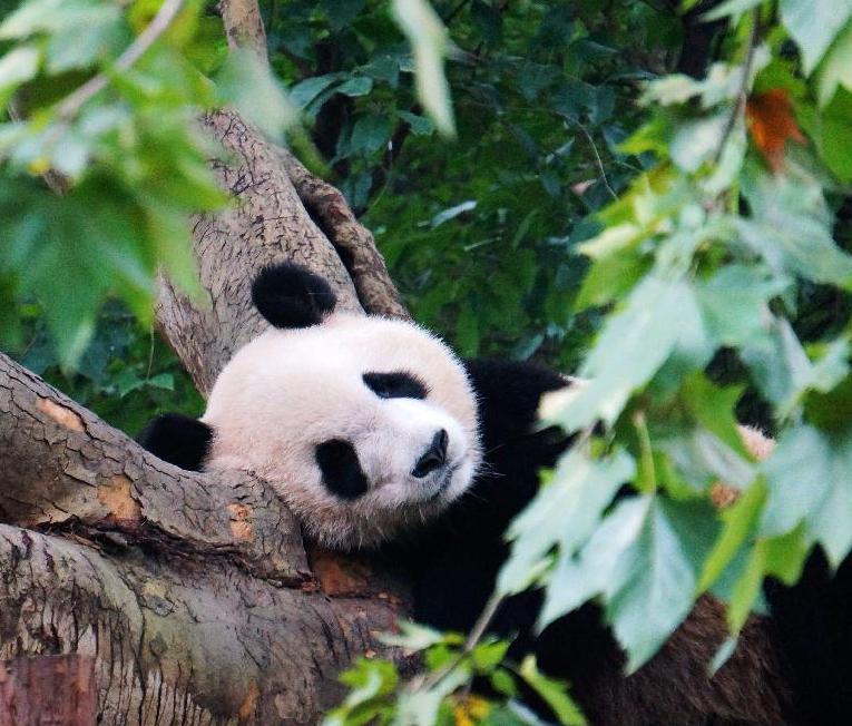 Hailuogou Glacier Park 3 Day Tour