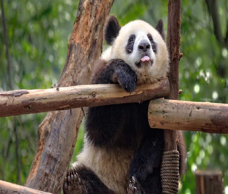 1 Day panda - city culture