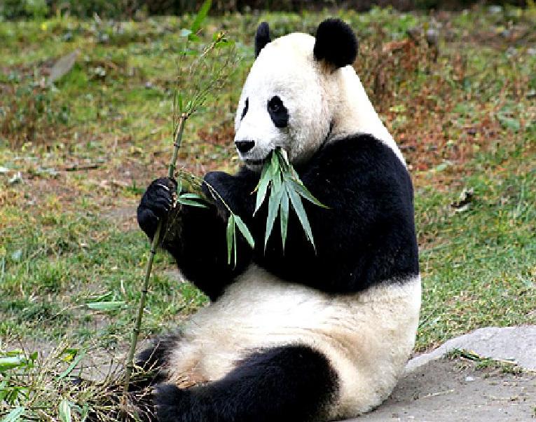 Chengdu Panda Base Leshan Buddha Car Rental 