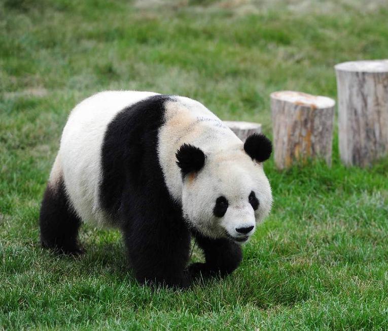 雅安パンダ基地ボランデイアの日帰りツアー