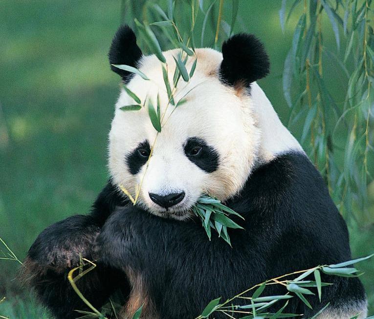 Songpan horse-trekking 5 days tour