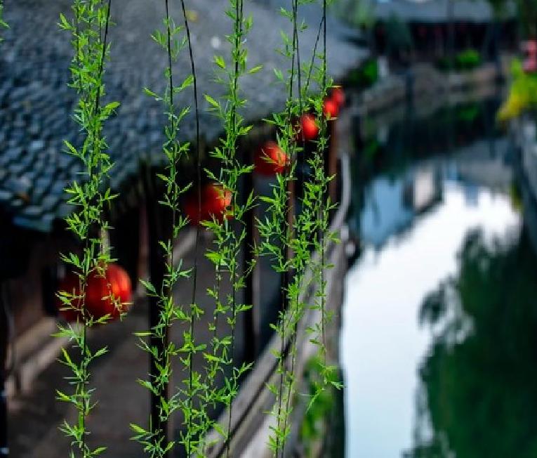 1 Day Luzhi Water Town Tour from Shanghai