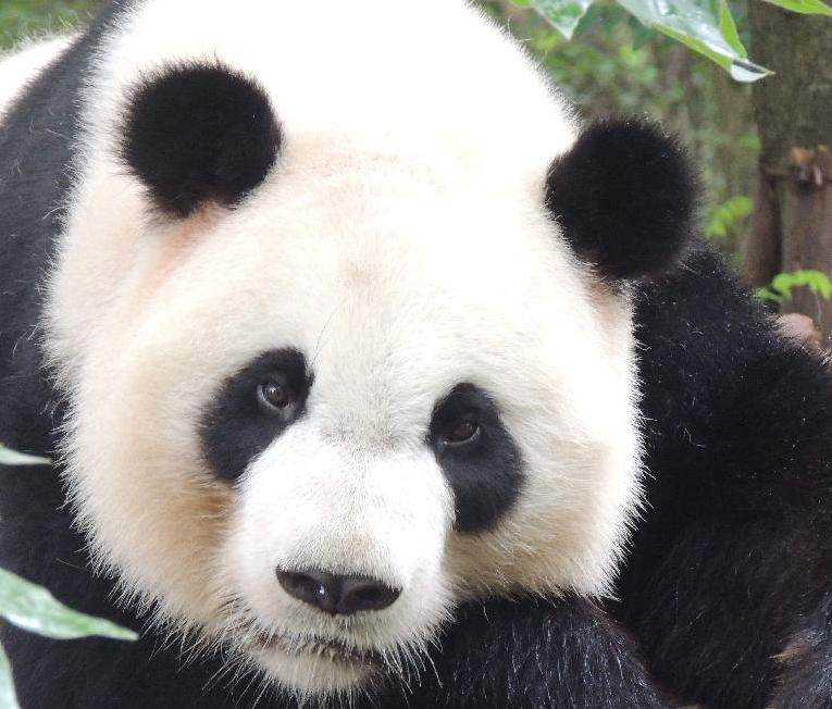 7 days tour of Chengdu-Leshan-Mt.Emei-Zigong-Dazu-Chongqing