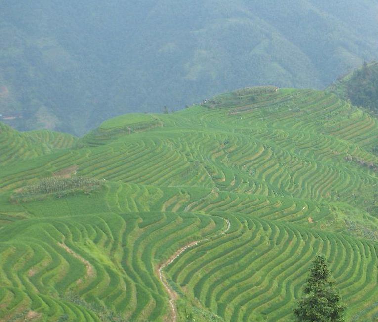 6Days Puer and Xishuangbanna Tea Culture Tour