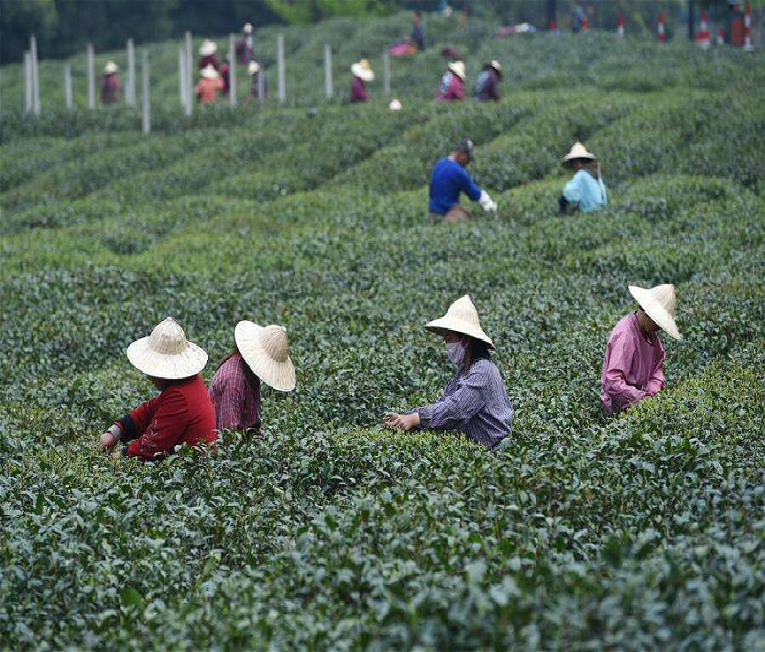 Private Hangzhou Tea Cultural Day Tour